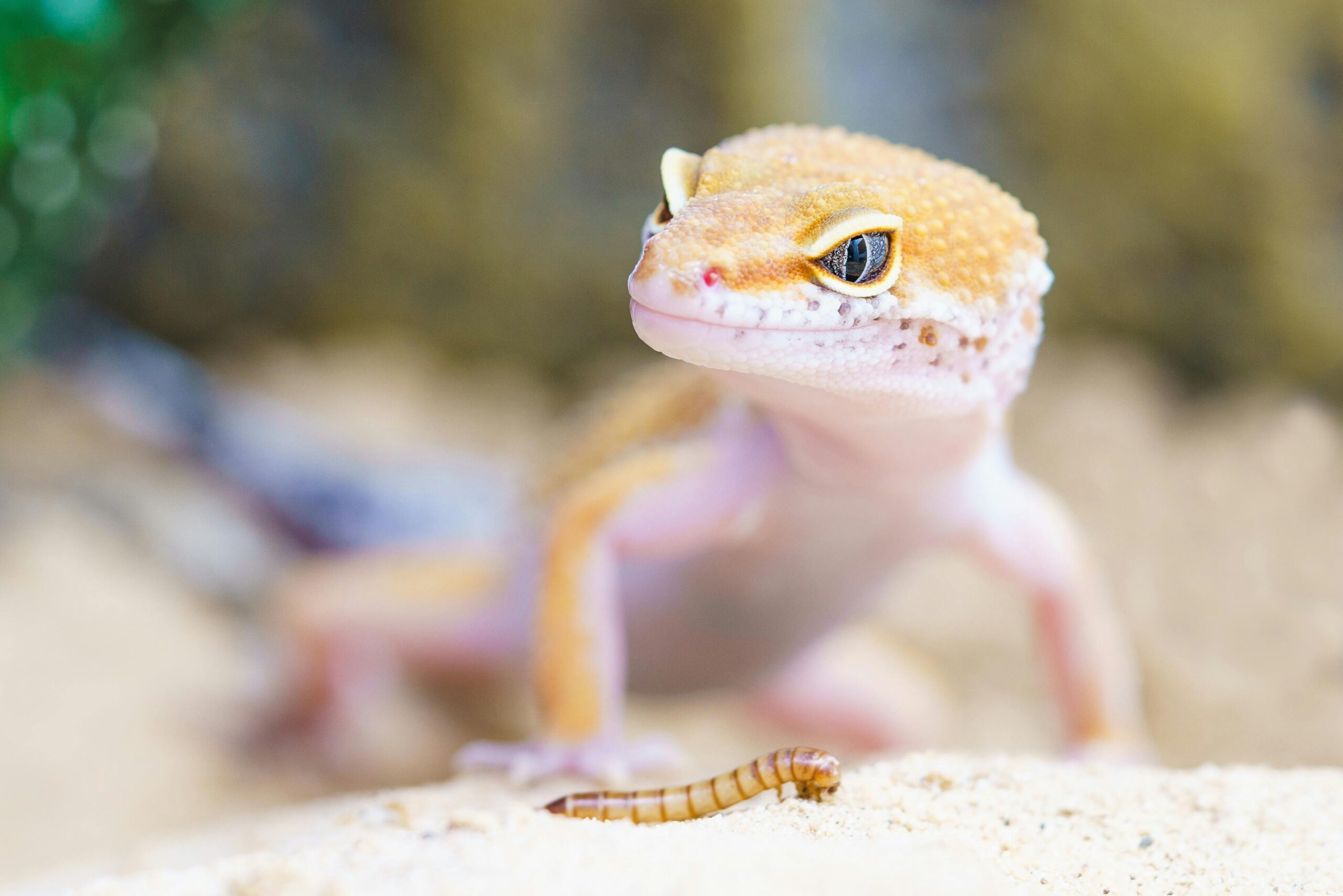 Bright and detailed close-up of a leopard gecko eyeing a mealworm outdoors.